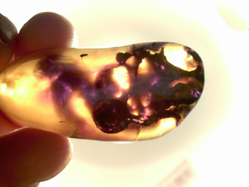 Bee hive in Amber, Melted