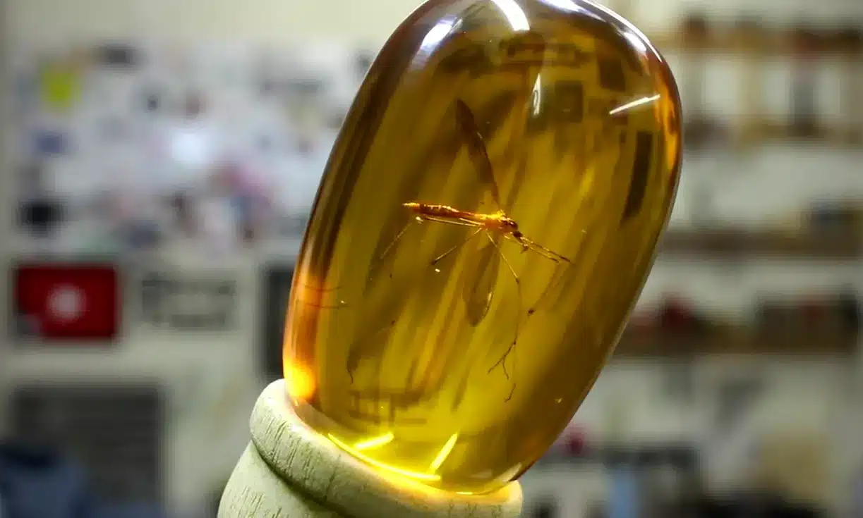 Mosquito in amber